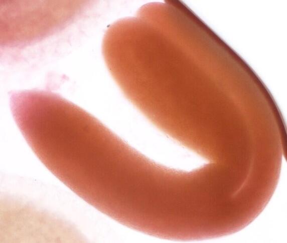 写真4 種皮から取り出した成熟胚（左が根、右が双葉）.jpg