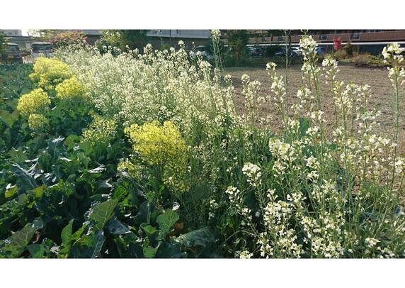 20201211緑の風　ブロッコリーの花（写真）.jpg