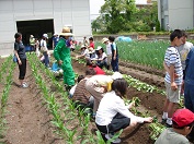 栽培学習園での教育活動